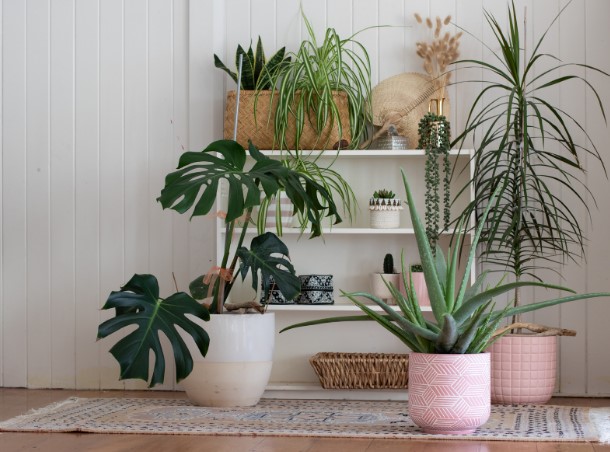 Топ-10 ошибок при выборе горшков для комнатных растений и как их избежать