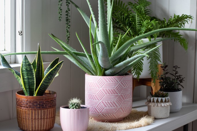 какой горшок выбрать для комнатного растения