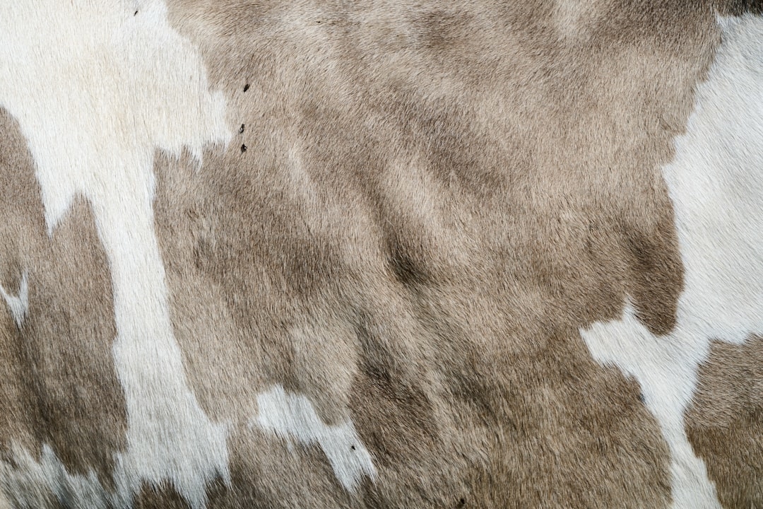 Як вивести плями з килима в домашніх умовах: кращі методи та поради